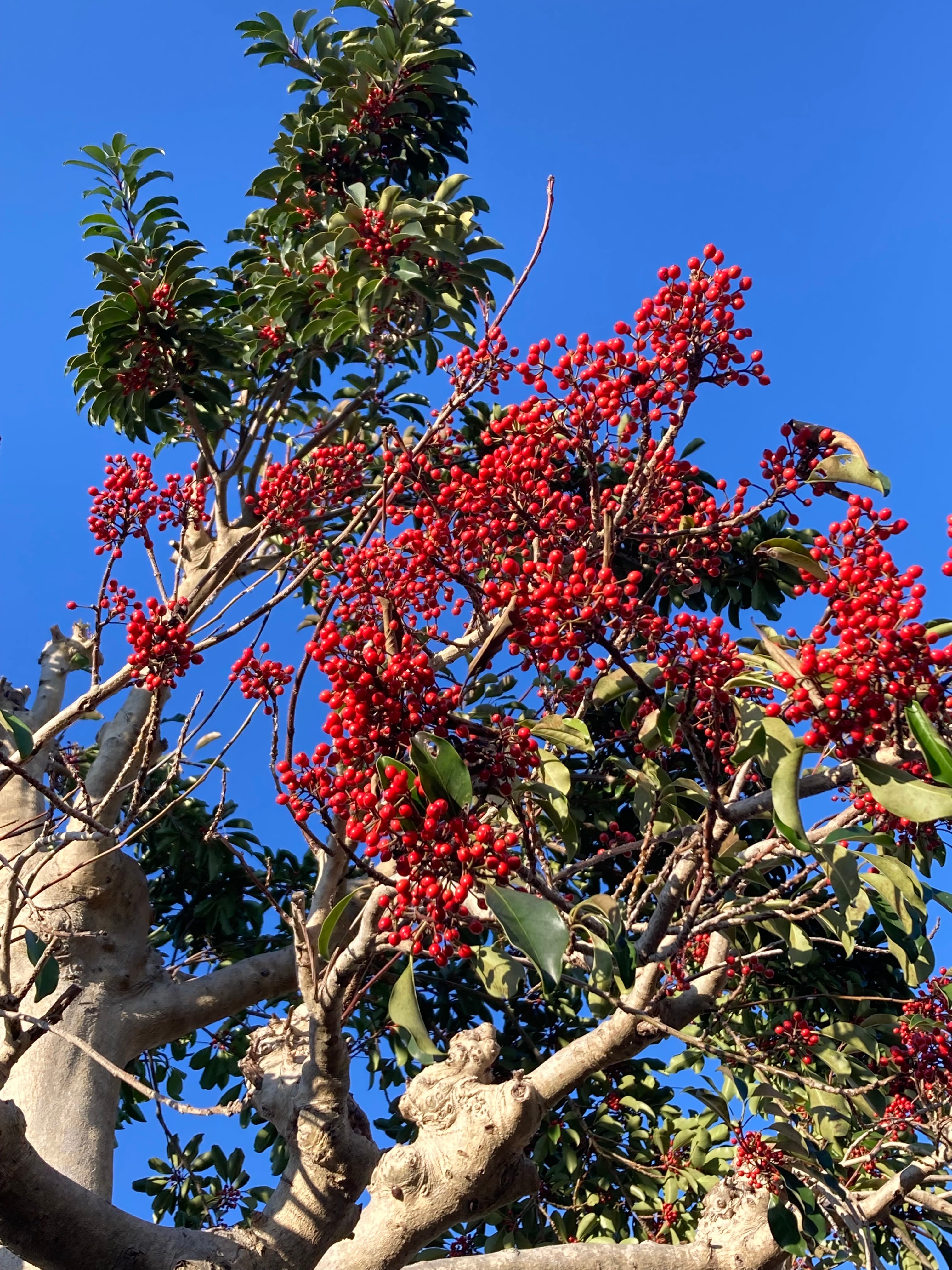 明けましておめでとうございます